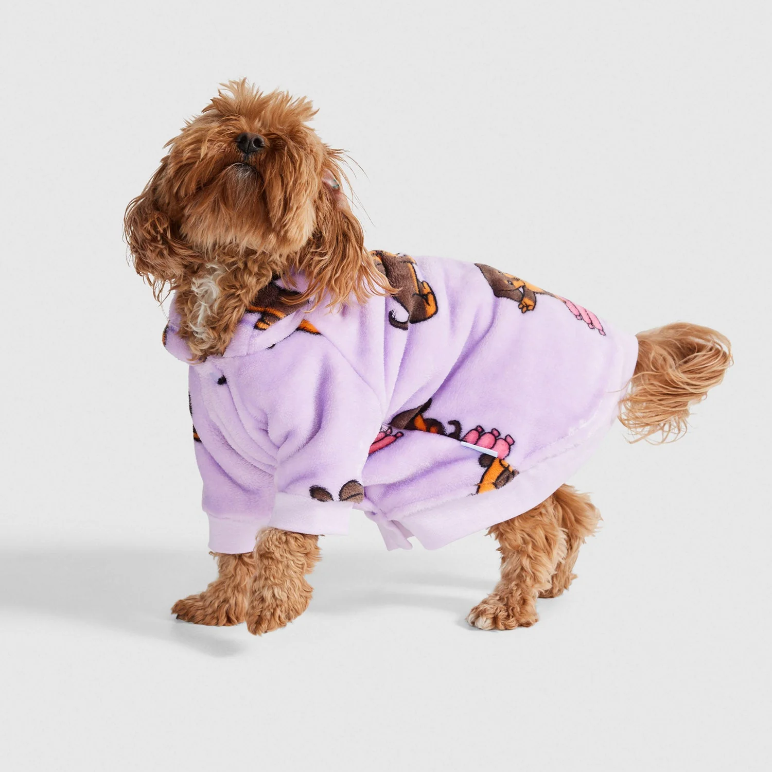 Dachshund - Image 3