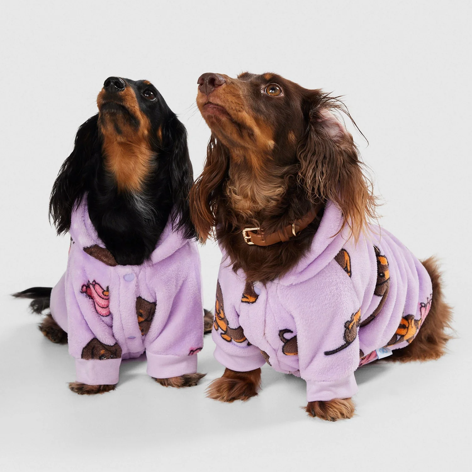 Dachshund - Image 5